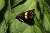 Grapholita sp.